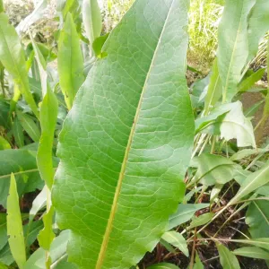 Rumex Hydrolapathum Aquatic Pond Plant - Water Dock