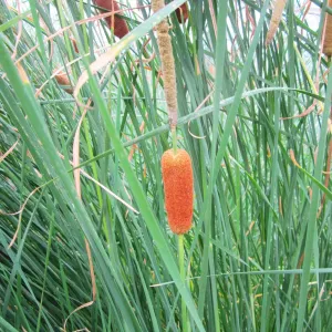 Typha Gracilis Aquatic Pond Plant - Slender Cattail